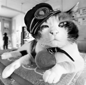 日本“猫站长”高人气[图]