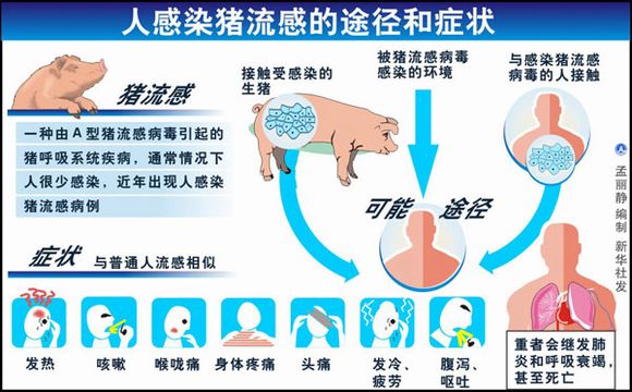 人感染猪流感的途径和症状