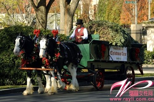 送圣诞树的马车也被打扮得很有节日气氛