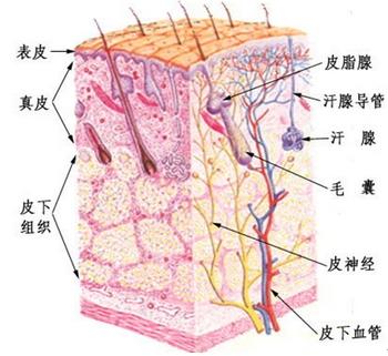 皮肤组织结构示意图