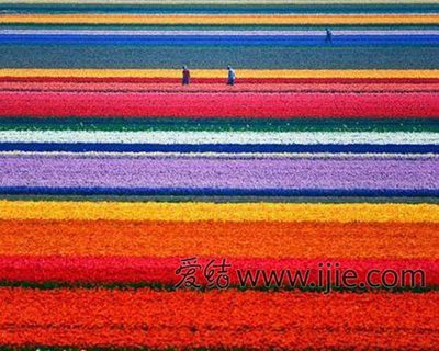 花海外景地大盘点