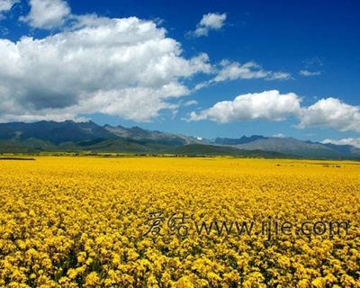 花海外景地大盘点