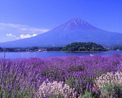 花海外景地大盘点