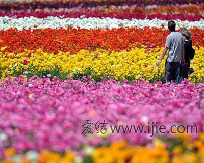 花海外景地大盘点